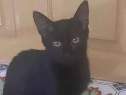 Gato raça SRD-ViraLata idade 2 a 6 meses nome Pretinha 