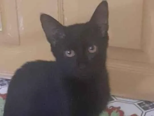 Gato raça SRD-ViraLata idade 2 a 6 meses nome Pretinha 