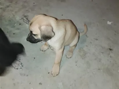 Cachorro raça Labrador idade 2 a 6 meses nome Lola