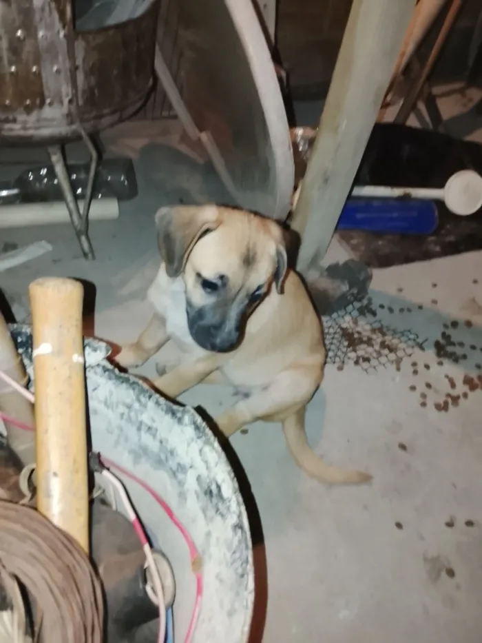 Cachorro raça Labrador idade 2 a 6 meses nome Lola