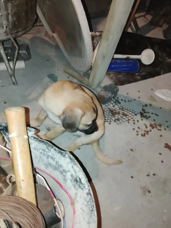 Cachorro raça Labrador idade 2 a 6 meses nome Lola