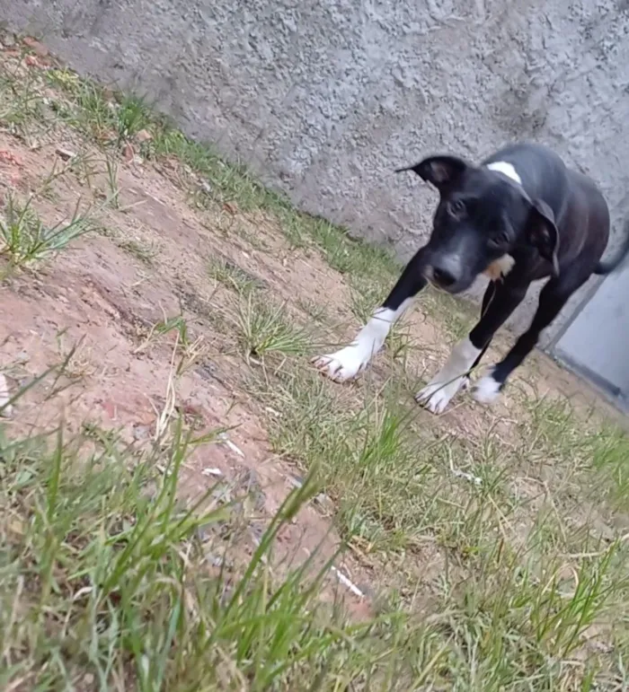Cachorro raça SRD-ViraLata idade 2 a 6 meses nome Cadelinha