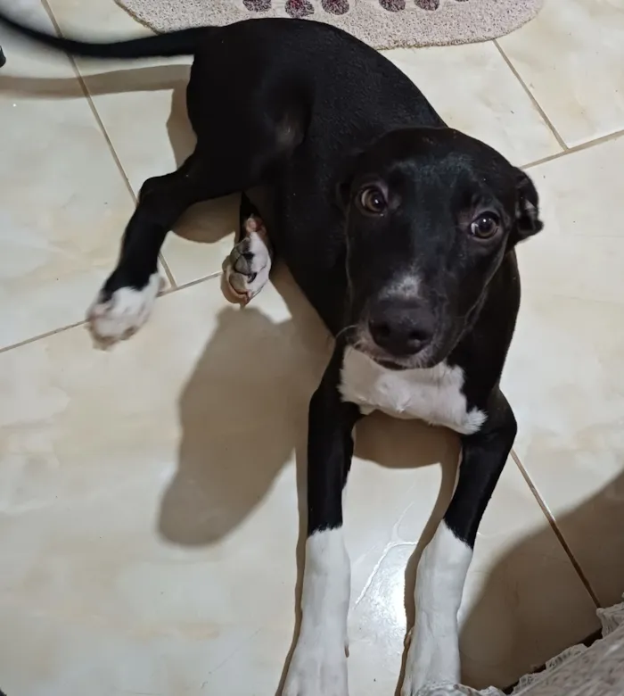Cachorro raça SRD-ViraLata idade 2 a 6 meses nome Cadelinha