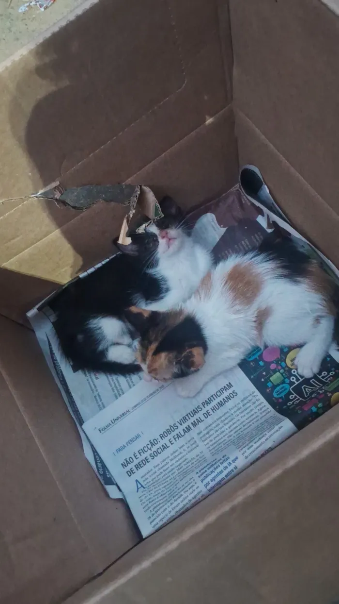 Gato raça SRD-ViraLata idade 2 a 6 meses nome Gabriela Lucas