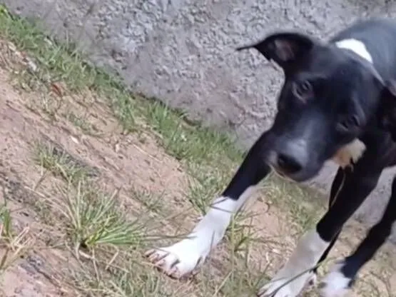 Cachorro raça SRD-ViraLata idade 2 a 6 meses nome Cadelinha