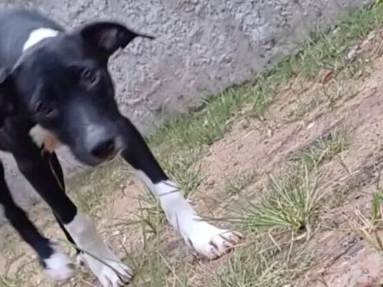 Cachorro raça SRD-ViraLata idade 2 a 6 meses nome Cadelinha