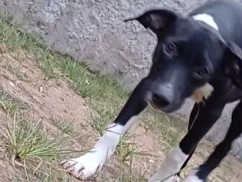 Cachorro raça SRD-ViraLata idade 2 a 6 meses nome Cadelinha