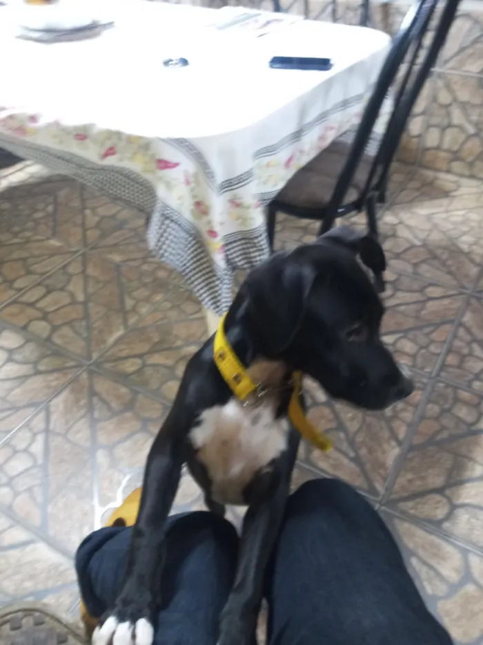 Cachorro raça Fila idade 2 a 6 meses nome Pandora 