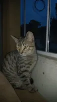 Gato raça SRD-ViraLata idade 7 a 11 meses nome Tigresa
