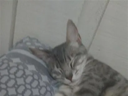 Gato raça SRD-ViraLata idade 1 ano nome Tigreza