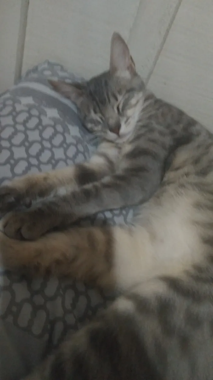 Gato raça SRD-ViraLata idade 1 ano nome Tigreza