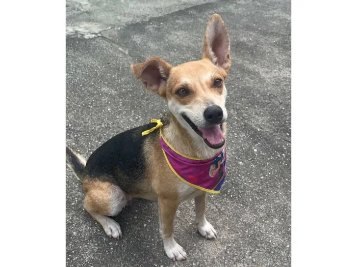 Cachorro raça SRD-ViraLata idade 1 ano nome Leona