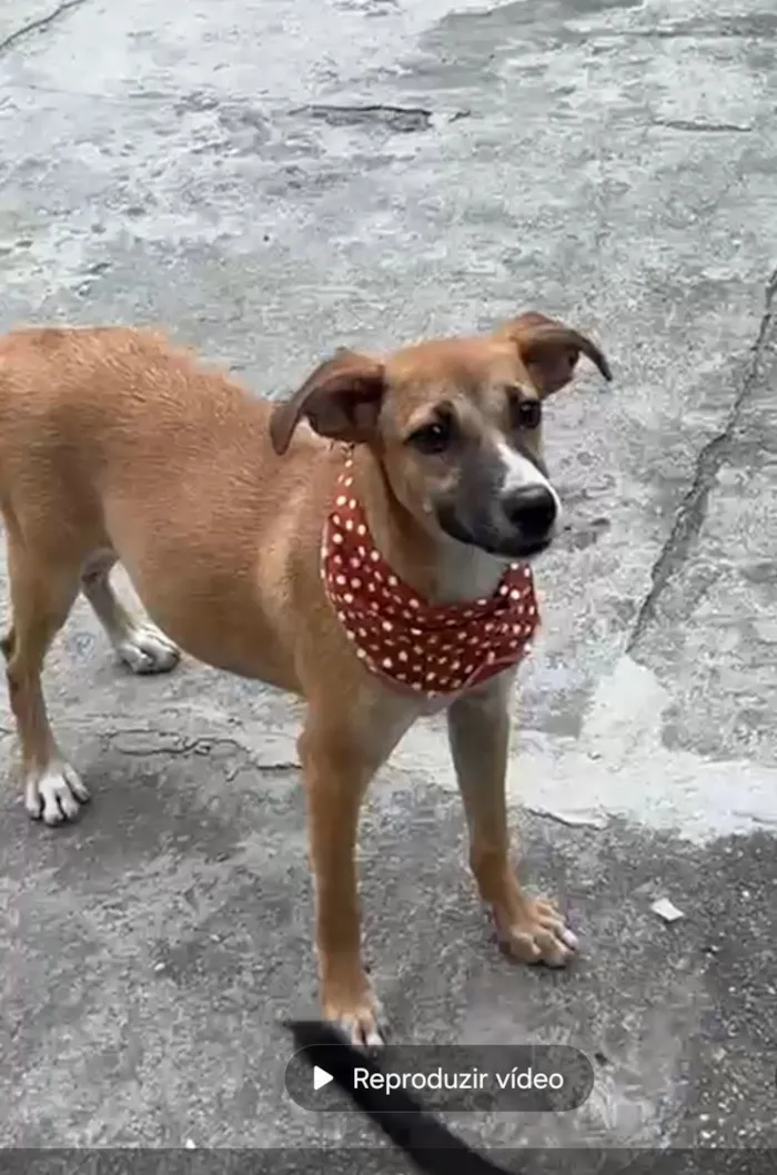 Cachorro raça SRD-ViraLata idade 2 a 6 meses nome Luna
