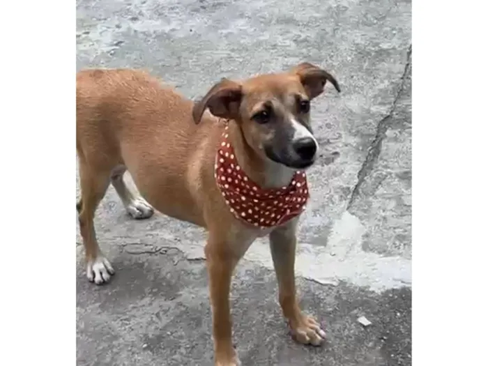 Cachorro raça SRD-ViraLata idade 2 a 6 meses nome Luna