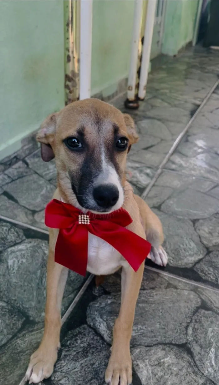 Cachorro raça SRD-ViraLata idade 2 a 6 meses nome Luna