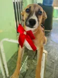 Cachorro raça SRD-ViraLata idade 2 a 6 meses nome Luna