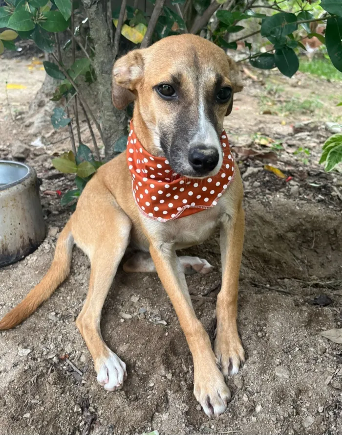 Cachorro raça SRD-ViraLata idade 2 a 6 meses nome Luna