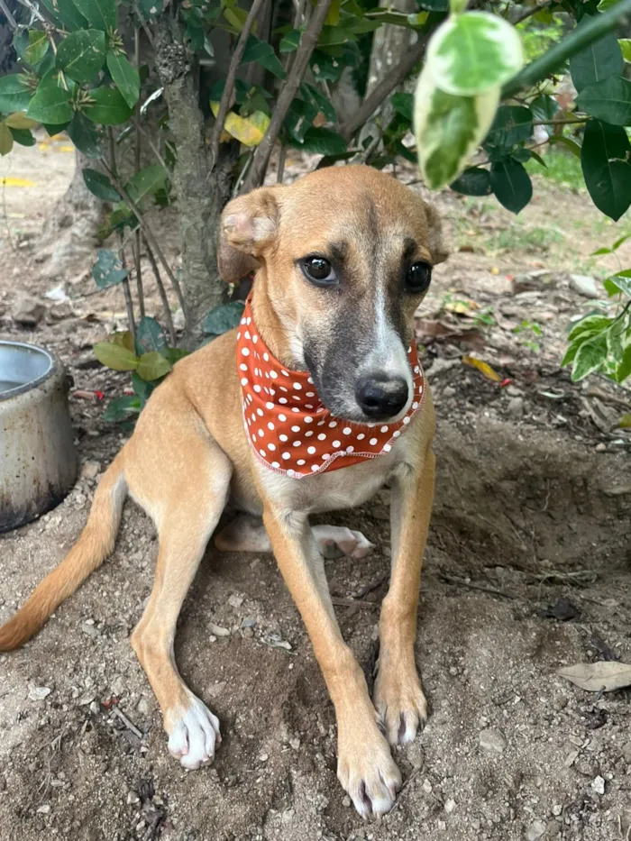 Cachorro raça SRD-ViraLata idade 2 a 6 meses nome Luna