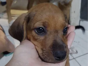 Cachorro raça SRD-ViraLata idade 2 a 6 meses nome Filhotes sem nomes