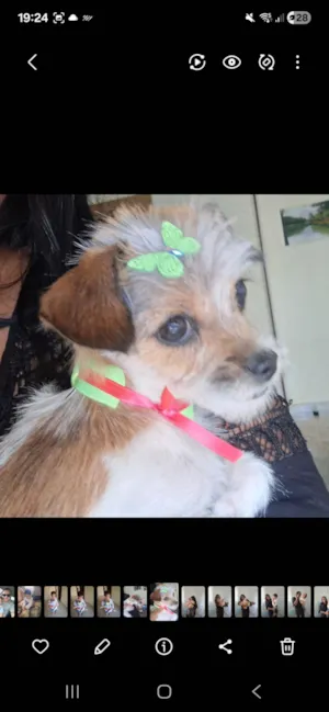 Cachorro raça SRD-ViraLata idade 1 ano nome MEL