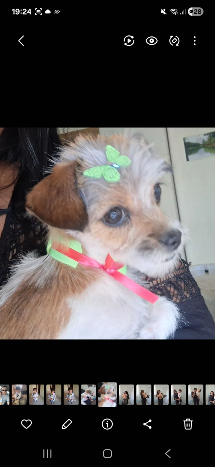 Cachorro raça SRD-ViraLata idade 1 ano nome MEL