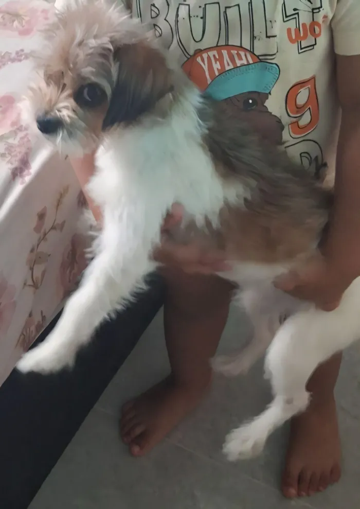Cachorro raça SRD-ViraLata idade 1 ano nome MEL