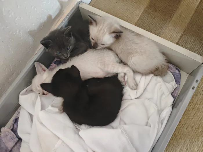 Gato raça SRD-ViraLata idade 2 a 6 meses nome Sem nome