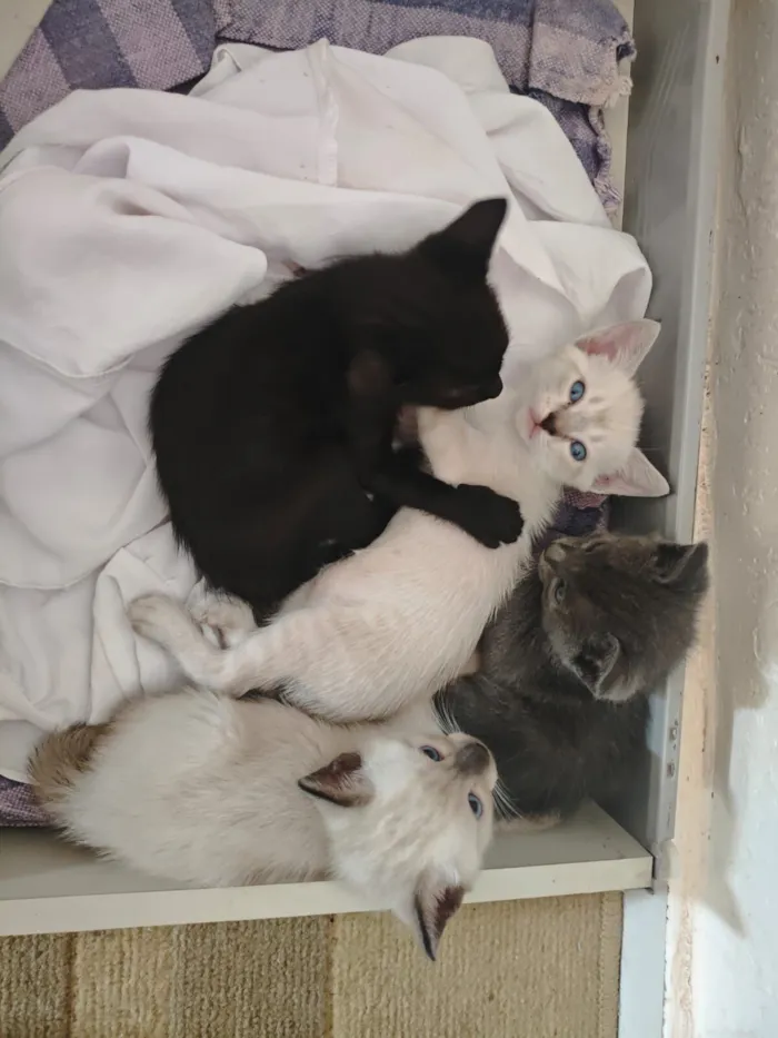 Gato raça SRD-ViraLata idade 2 a 6 meses nome Sem nome