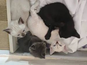 Gato raça SRD-ViraLata idade 2 a 6 meses nome Sem nome