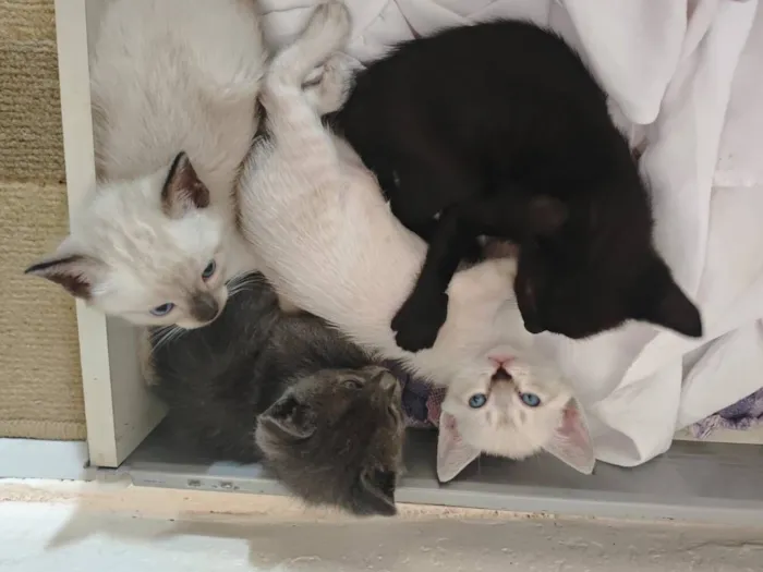 Gato raça SRD-ViraLata idade 2 a 6 meses nome Sem nome