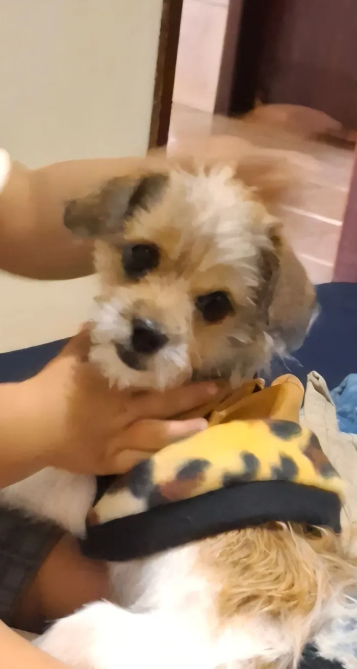 Cachorro raça SRD-ViraLata idade 7 a 11 meses nome MEL