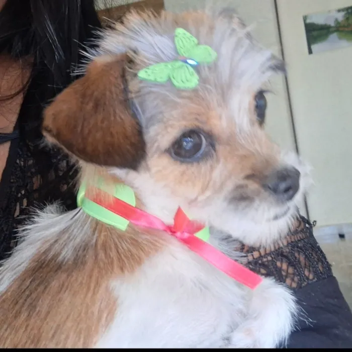 Cachorro raça SRD-ViraLata idade 7 a 11 meses nome MEL