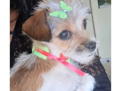 Cachorro raça SRD-ViraLata idade 7 a 11 meses nome MEL