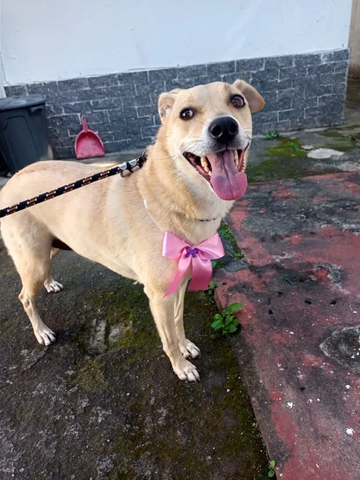 Cachorro raça SRD-ViraLata idade 6 ou mais anos nome Belinha