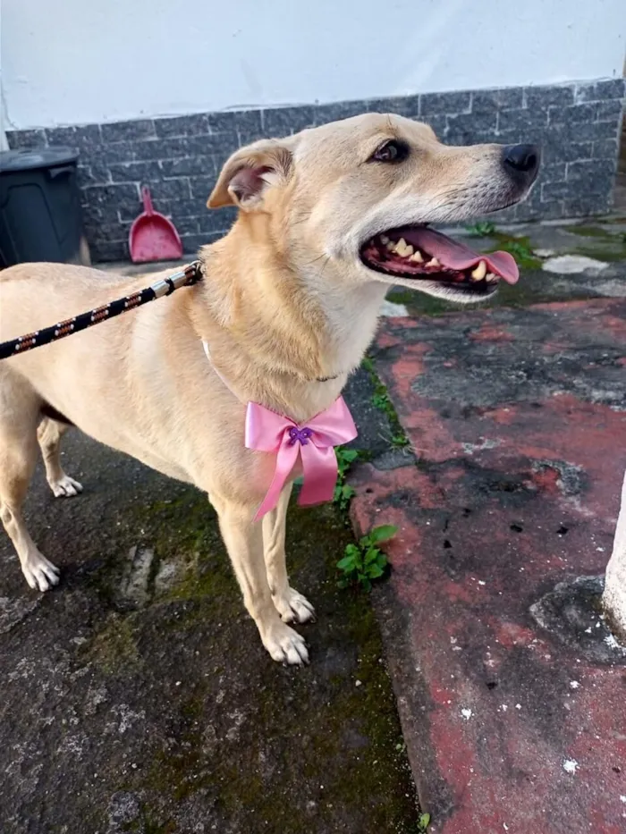 Cachorro raça SRD-ViraLata idade 6 ou mais anos nome Belinha