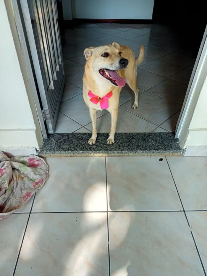 Cachorro raça SRD-ViraLata idade 6 ou mais anos nome Belinha