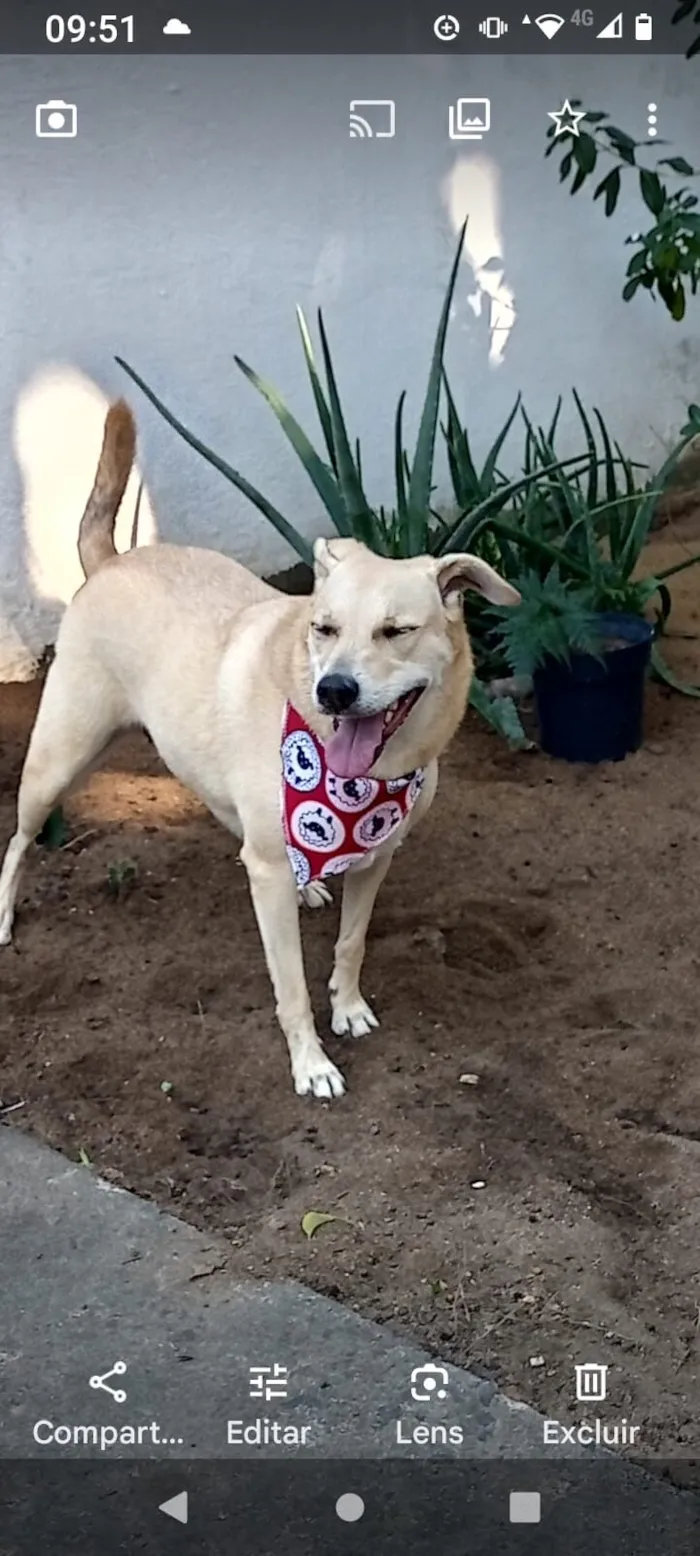 Cachorro raça SRD-ViraLata idade 6 ou mais anos nome Belinha
