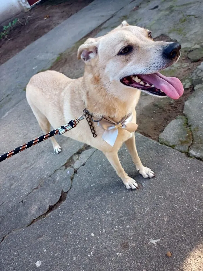 Cachorro raça SRD-ViraLata idade 6 ou mais anos nome Belinha