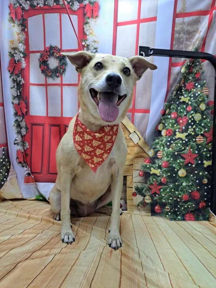 Cachorro raça SRD-ViraLata idade 6 ou mais anos nome Belinha