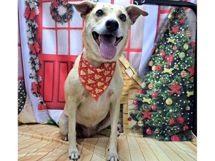 Cachorro raça SRD-ViraLata idade 6 ou mais anos nome Belinha