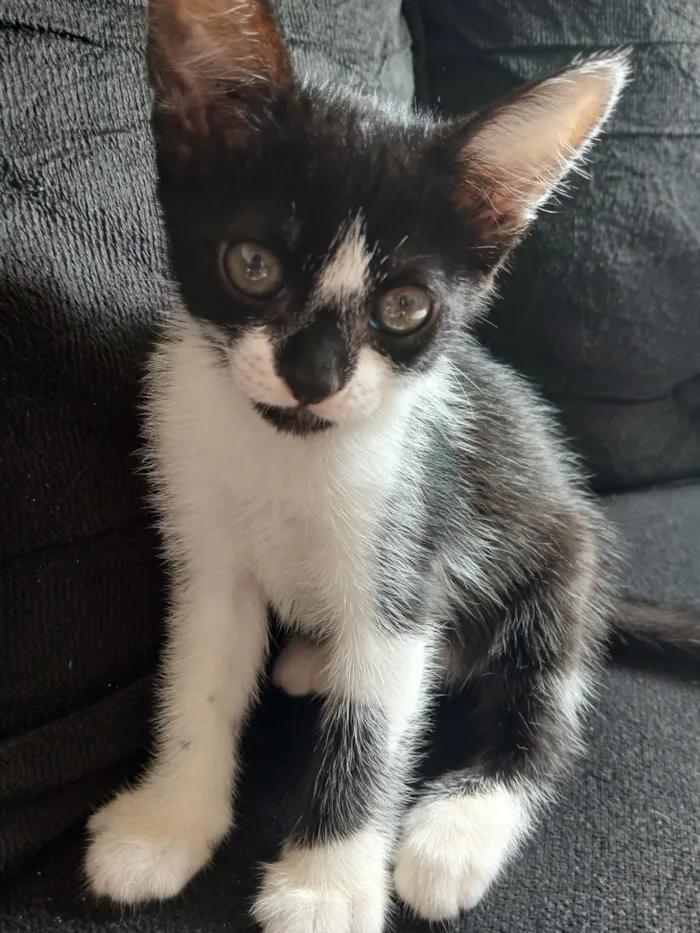 Gato raça SRD-ViraLata idade Abaixo de 2 meses nome Marie 