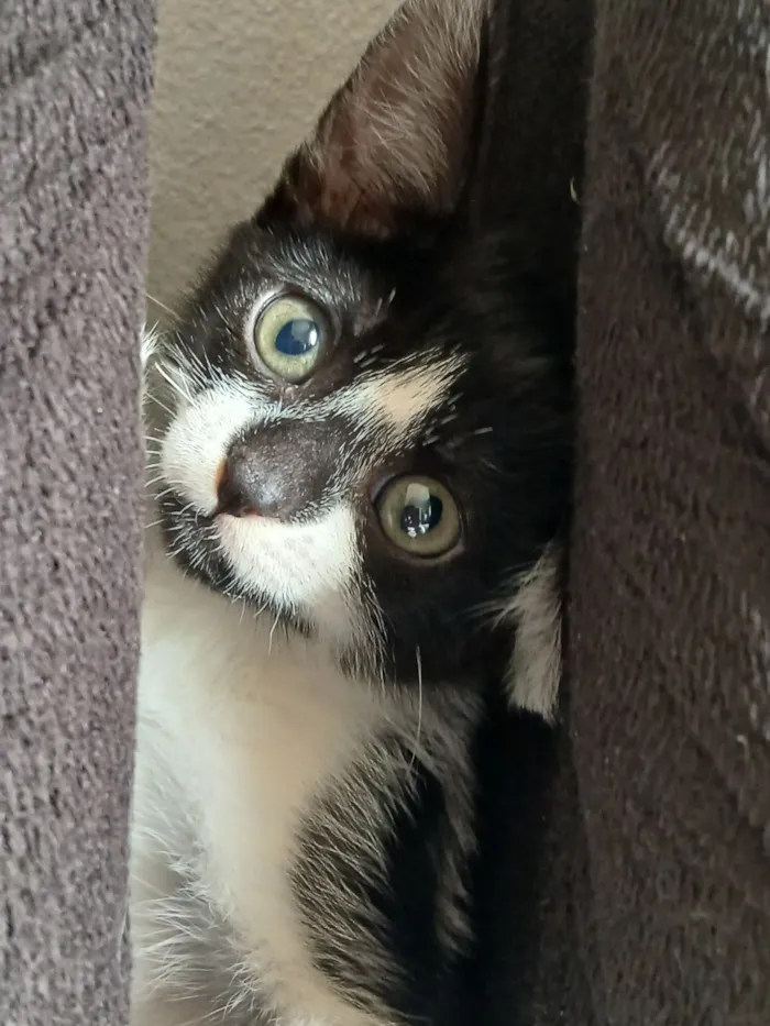 Gato raça SRD-ViraLata idade Abaixo de 2 meses nome Marie 