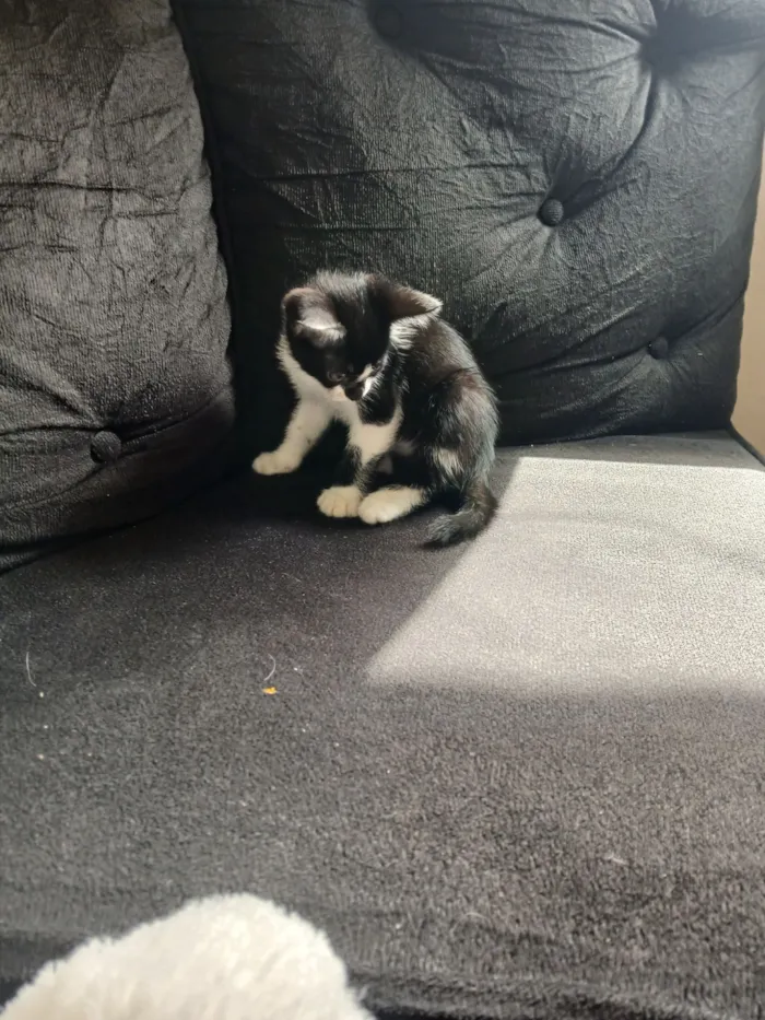 Gato raça SRD-ViraLata idade Abaixo de 2 meses nome Marie 