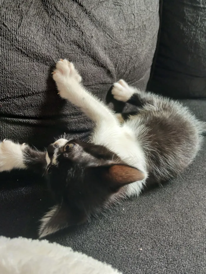 Gato raça SRD-ViraLata idade Abaixo de 2 meses nome Marie 