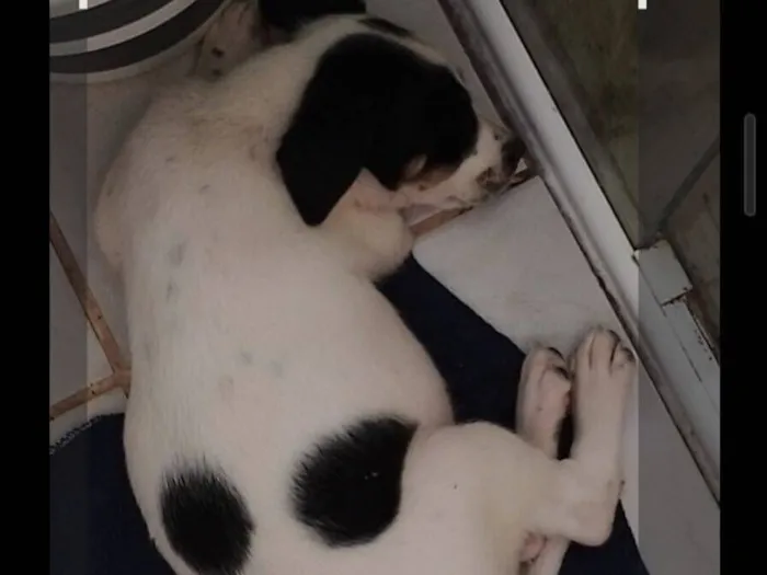 Cachorro raça SRD-ViraLata idade 2 a 6 meses nome LUANA TAINA FERNANDES NASCIMENTO DE ALENCAR