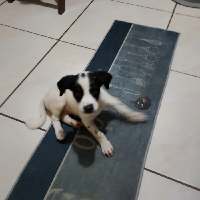 Cachorro raça SRD-ViraLata idade 2 a 6 meses nome LUANA TAINA FERNANDES NASCIMENTO DE ALENCAR