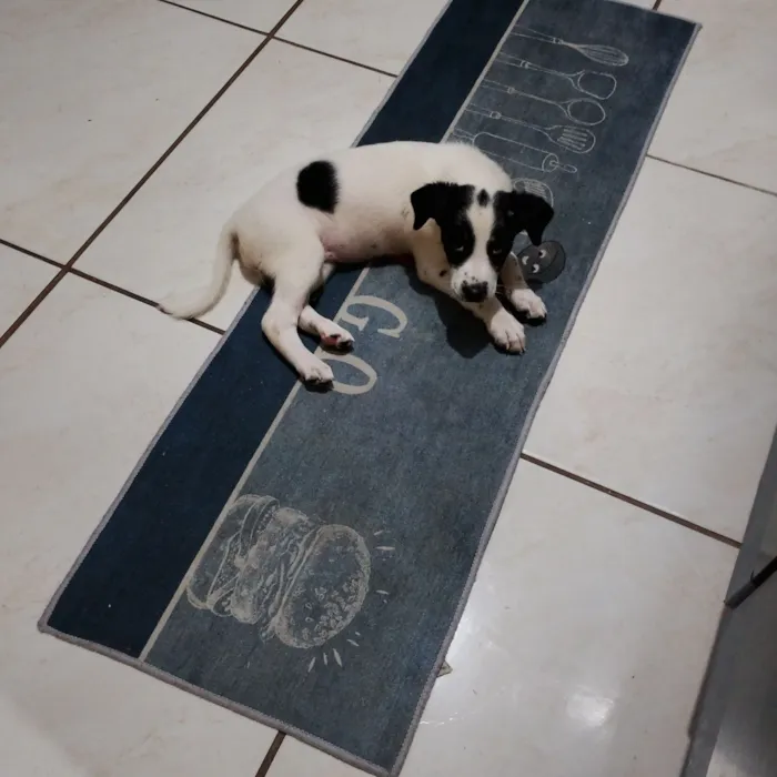 Cachorro raça SRD-ViraLata idade 2 a 6 meses nome LUANA TAINA FERNANDES NASCIMENTO DE ALENCAR