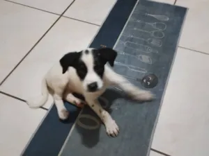 Cachorro raça SRD-ViraLata idade 2 a 6 meses nome LUANA TAINA FERNANDES NASCIMENTO DE ALENCAR