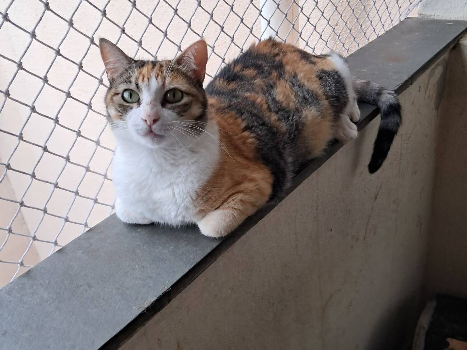 Gato raça SRD-ViraLata idade 3 anos nome Griffe