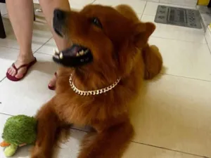 Cachorro raça Chow Chow idade 4 anos nome Simba